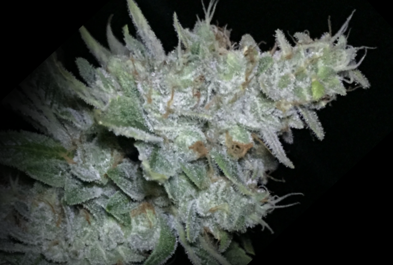 An image of Snoop Triple OG