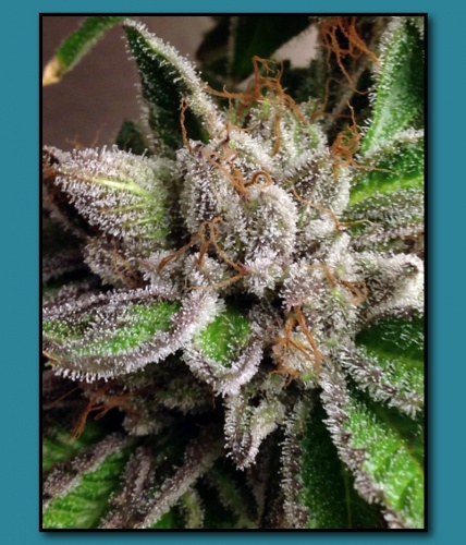 An image of So Cal Master OG