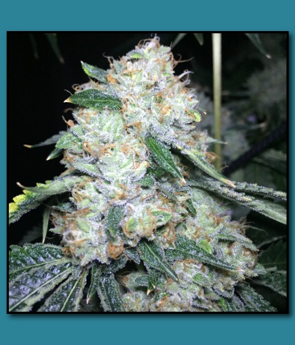 An image of Triangle Kush on Fire
