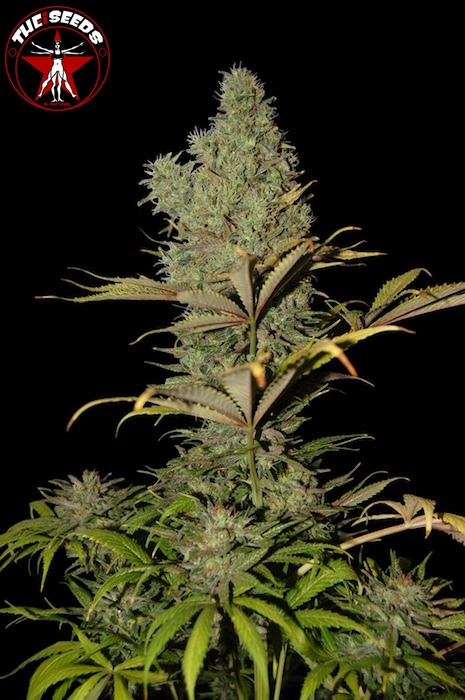 An image of Super Critical