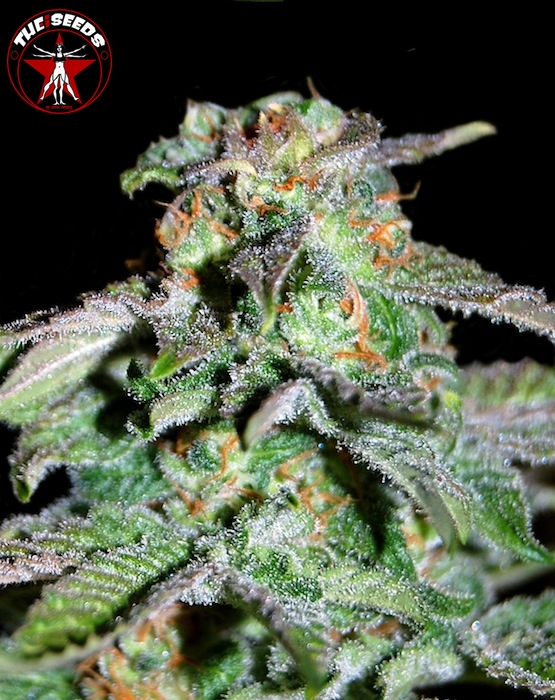An image of iHaze