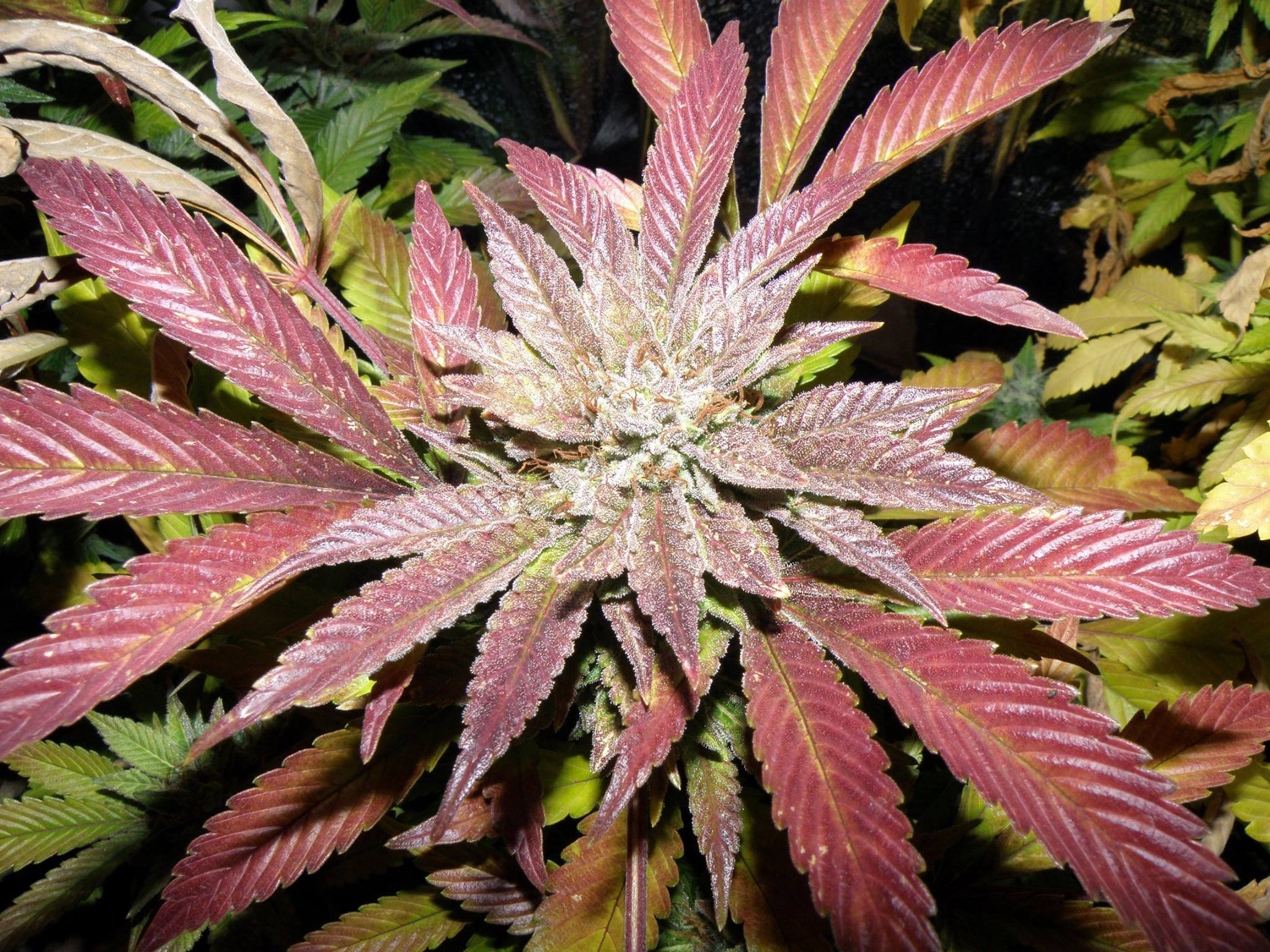 An image of Alien Dawg