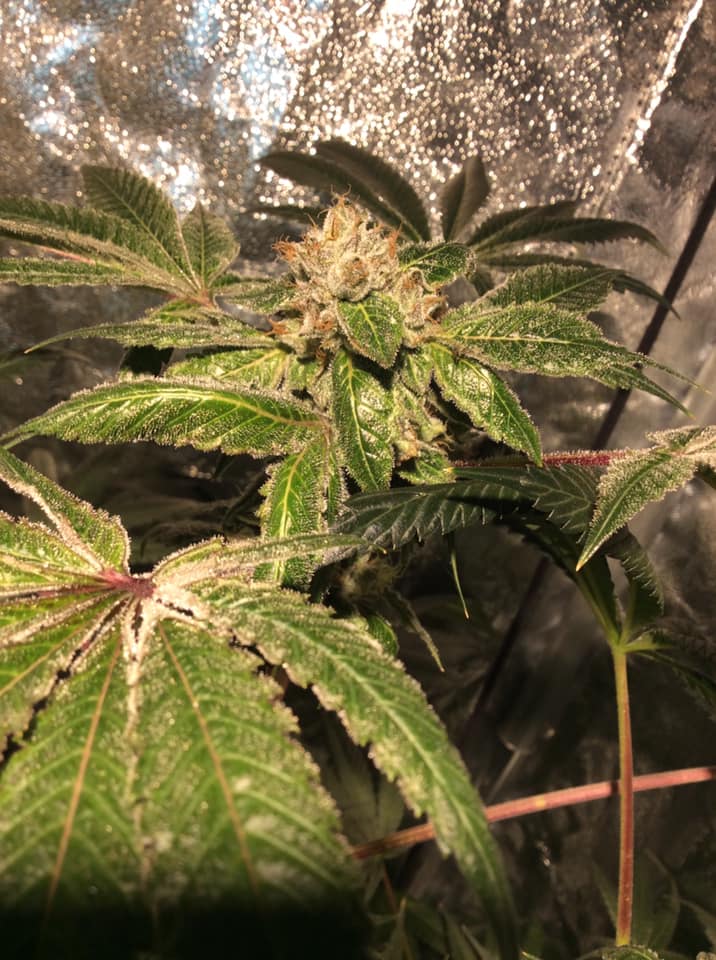 An image of Chispitika OG