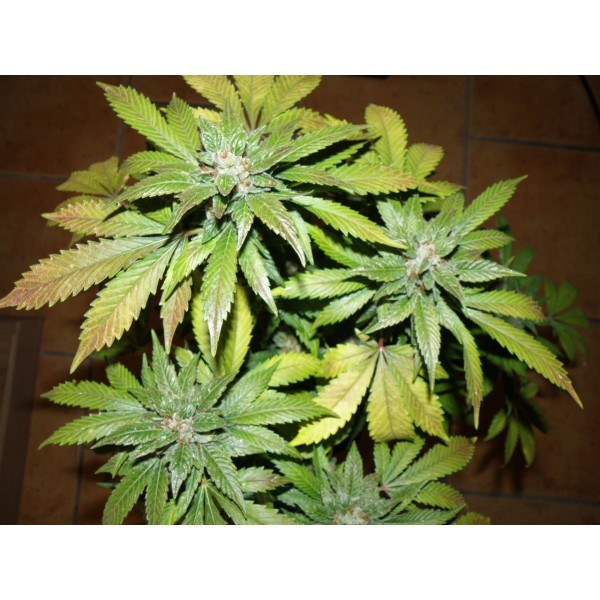 An image of Therapy Sour Diesel