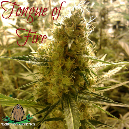 An image of Tongue of Fire