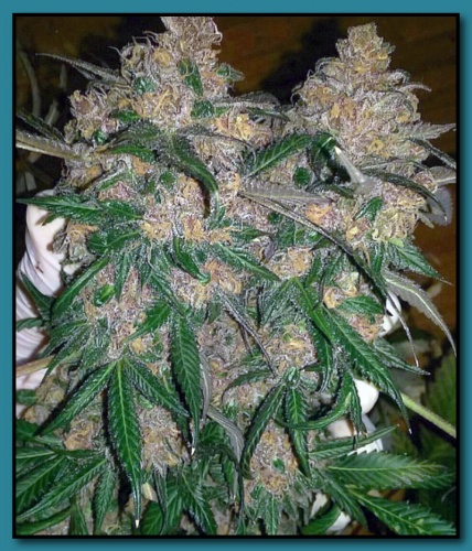 An image of Banana Breath
