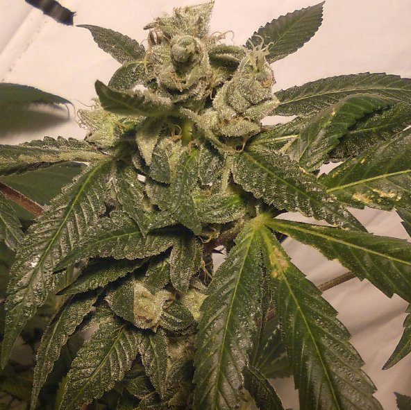 An image of Banana S1
