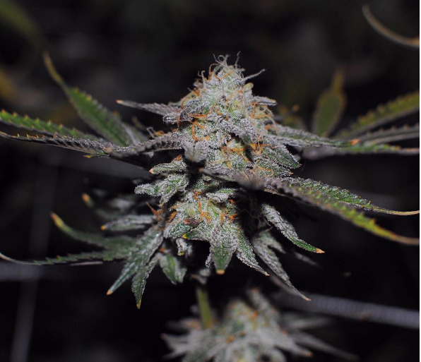 An image of Lemon Breath