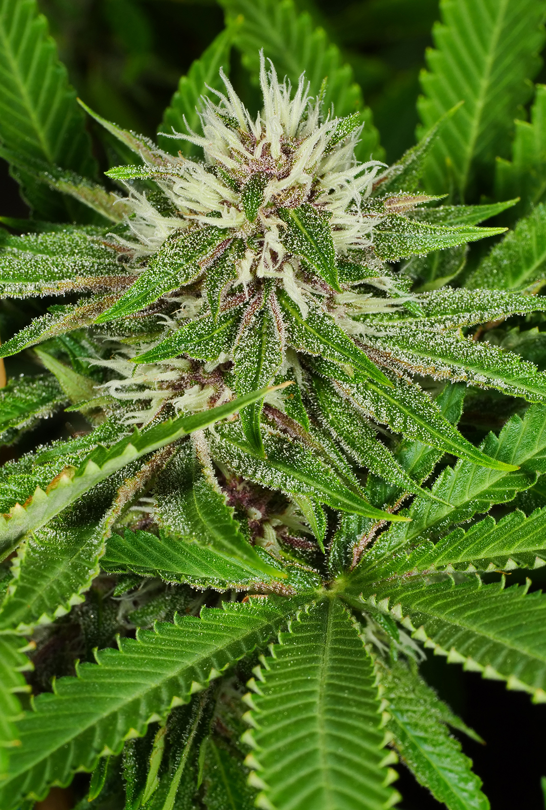Moby Grape (ThugPug Genetics) :: Cannabis Strain Info