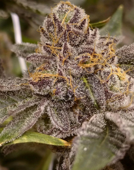 An image of Peanut Butter Breath