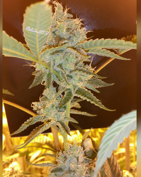 An image of Thug Pug OG