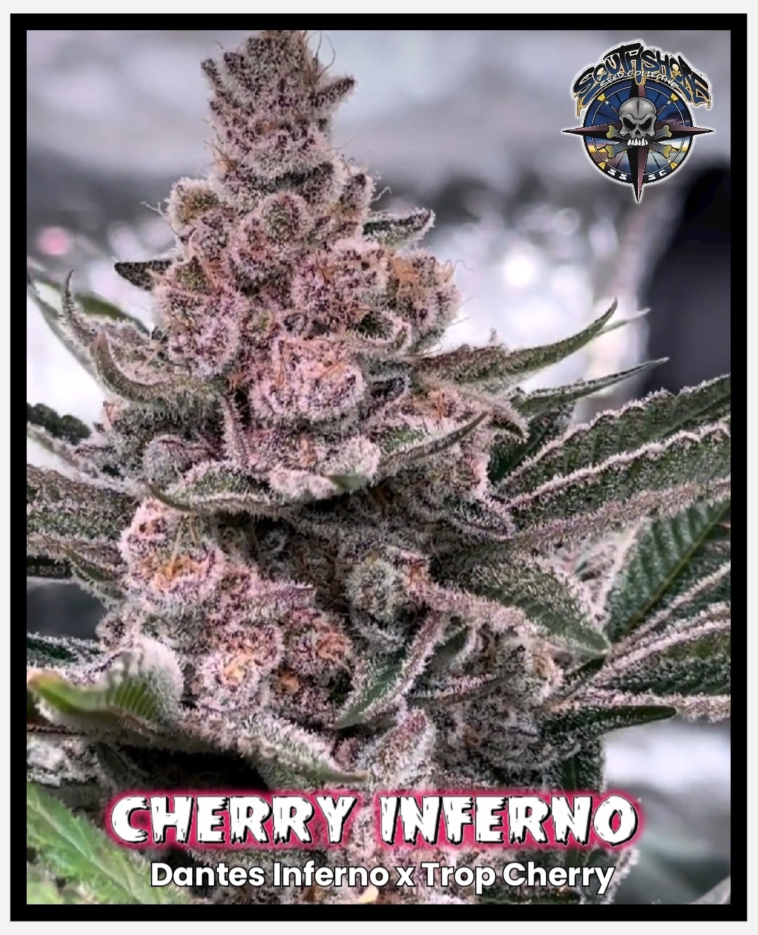 An image of Cherry Inferno