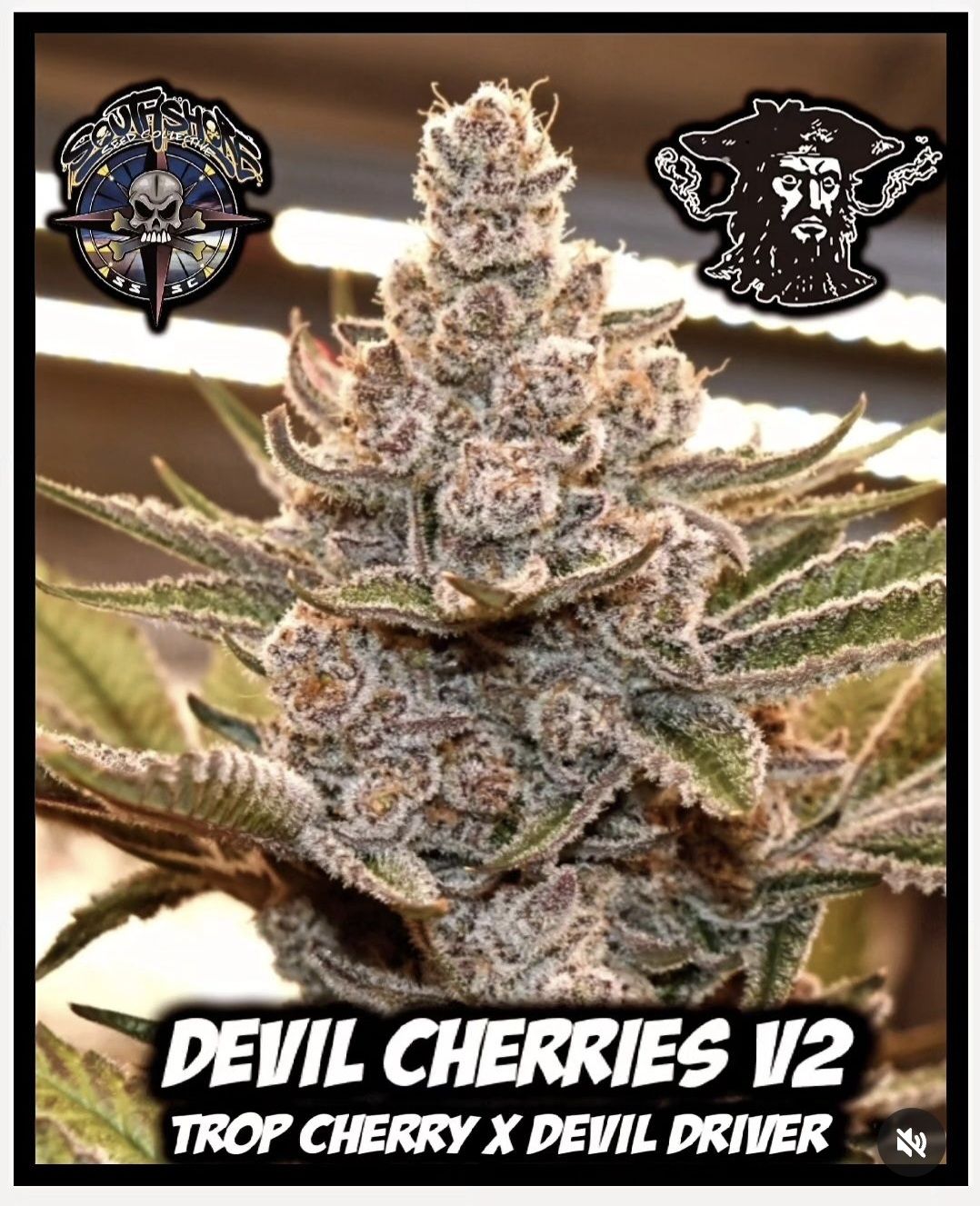 An image of Devil Cherries V2