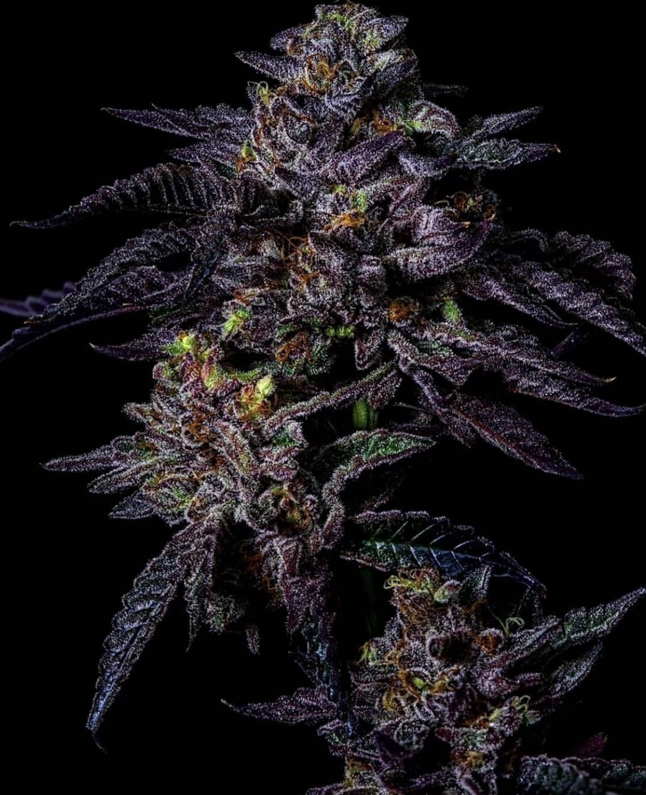 An image of Ice Cream Bx