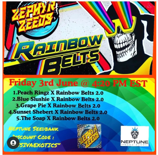 SOAP x Rainbow Belts (Tiki Madman) :: Cannabis Strain Info