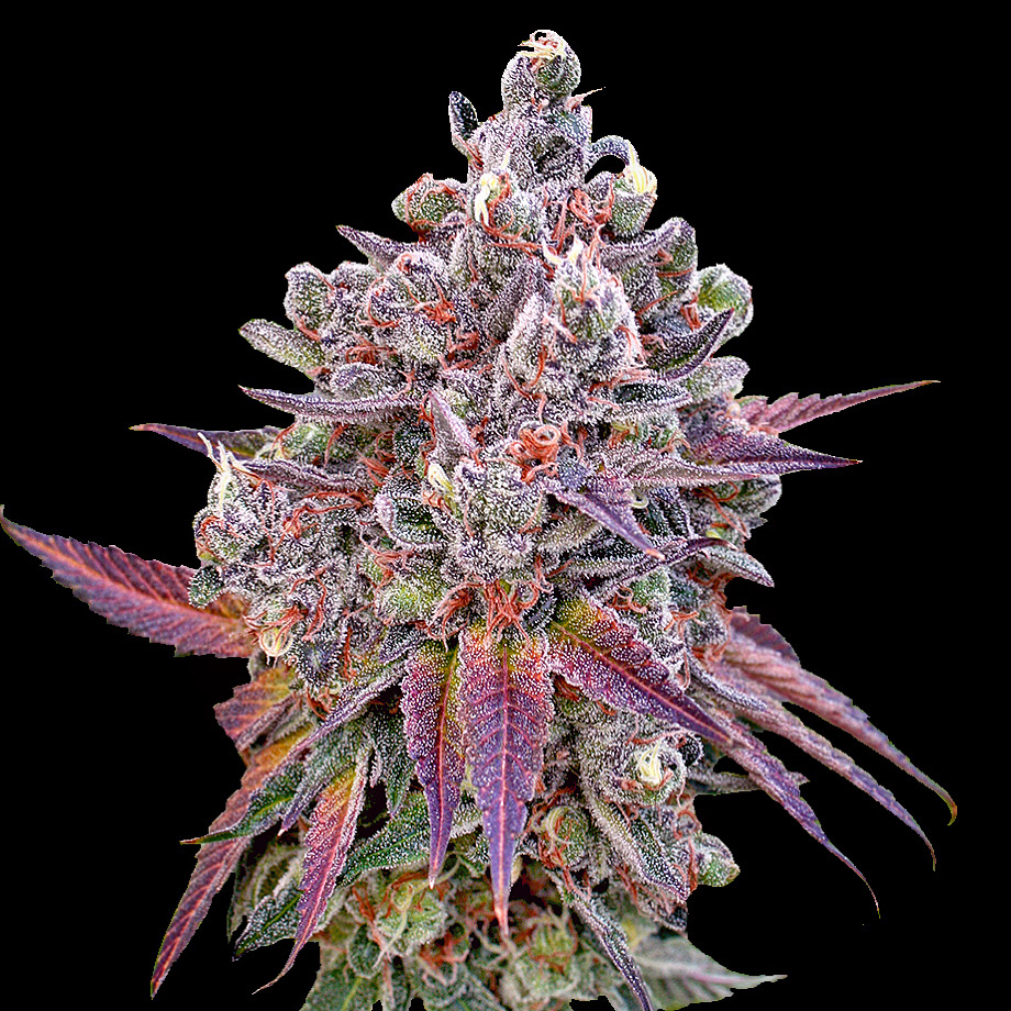 激レア!!★Dominant Species - Dammit★RARE!! Lusty Lady Feminized Cannabis Seeds | USA's Oldest Seed Bank