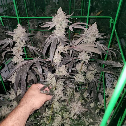 An image of Green Crack Gelato