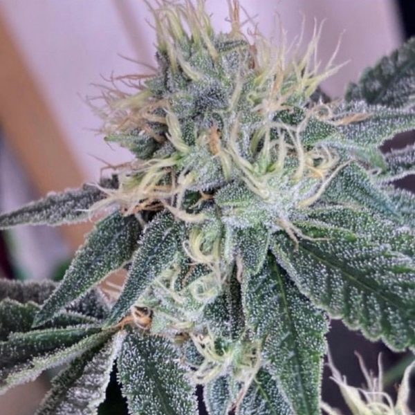 An image of Lime Gorilla Bubble