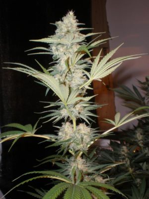 An image of Sowah Grapefruit