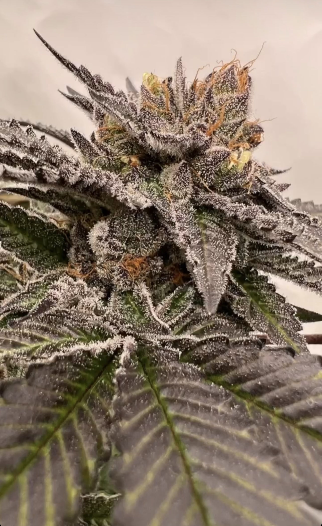 An image of Cherry Choc Kush