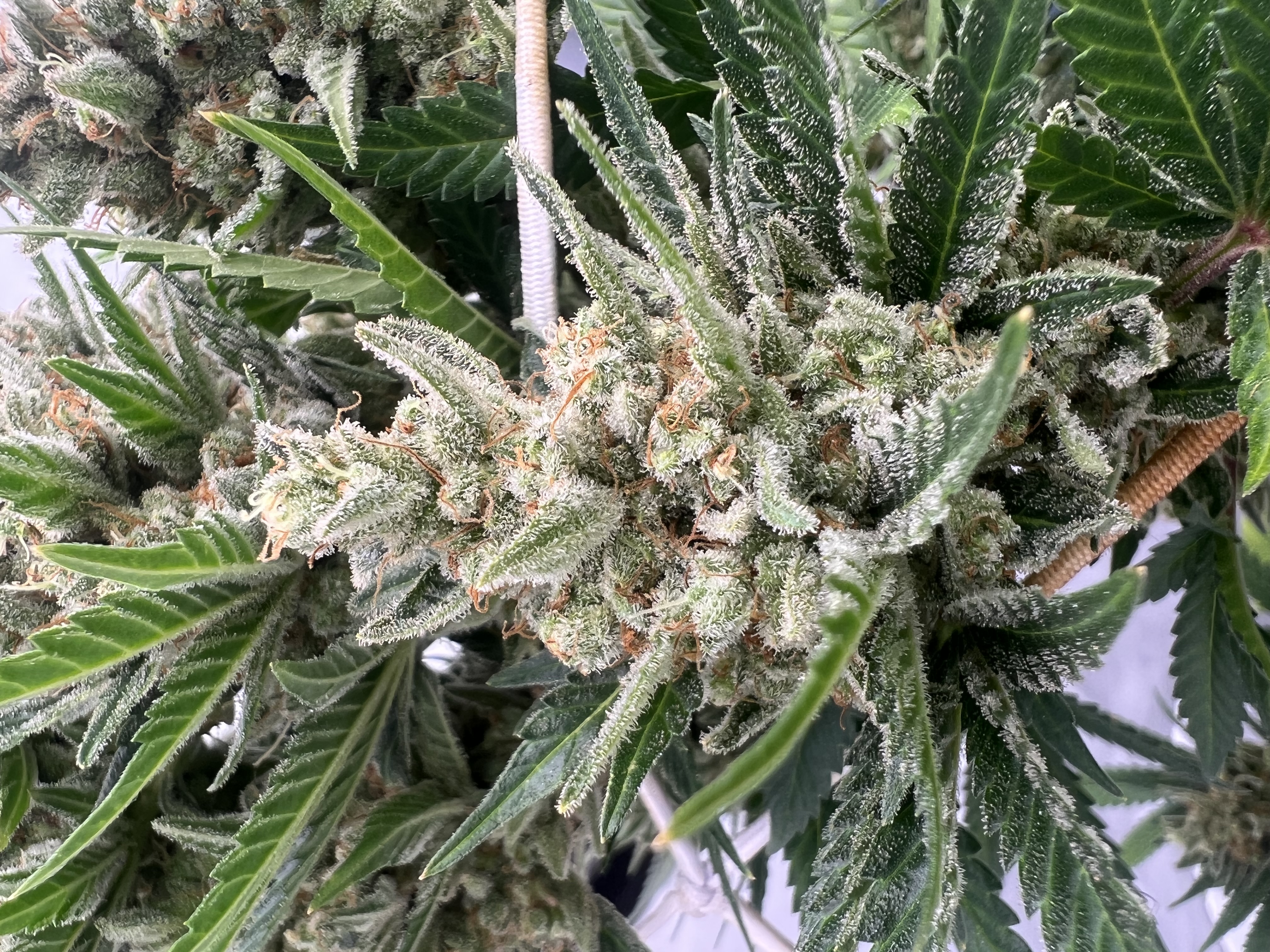 An image of Cherry Mandarin Kush