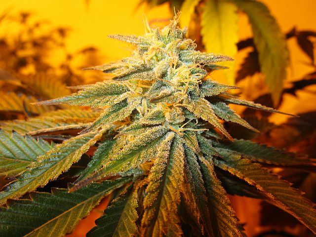 An image of Guava 13