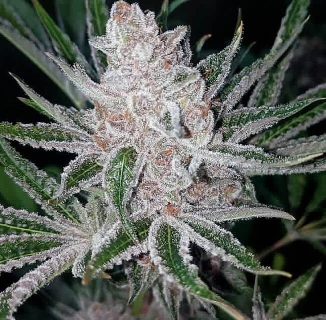 An image of Tropicana Cookies x Purple Punch