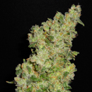 An image of Kush #1
