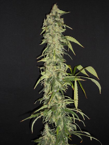 An image of Northern Lights #13