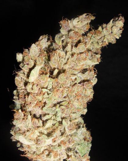 An image of PCK 47 #8