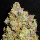 An image of Purple Afghani
