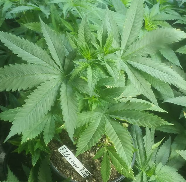 An image of F.I.G. x Super TC91