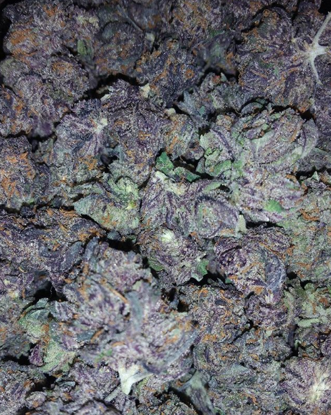 An image of P.I.M.P. Kush