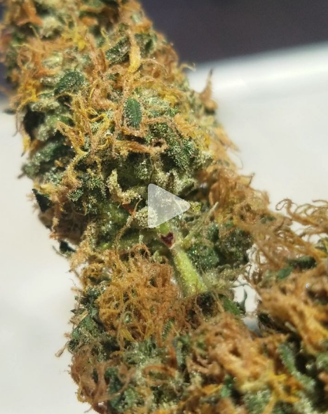 An image of White Fruit of Atlantis
