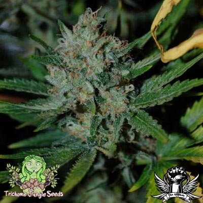 An image of Jungle Cheese V2