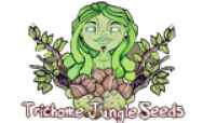 An image of Jungle Kush