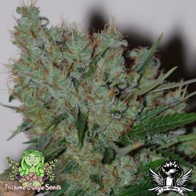 An image of Mantis