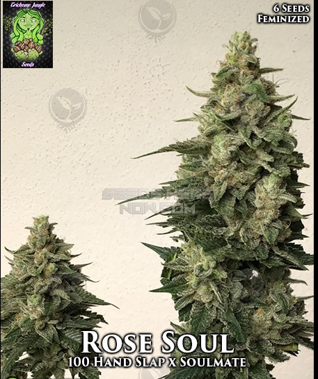 An image of Rose Soul