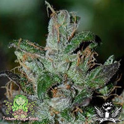 An image of Shambhala Kush