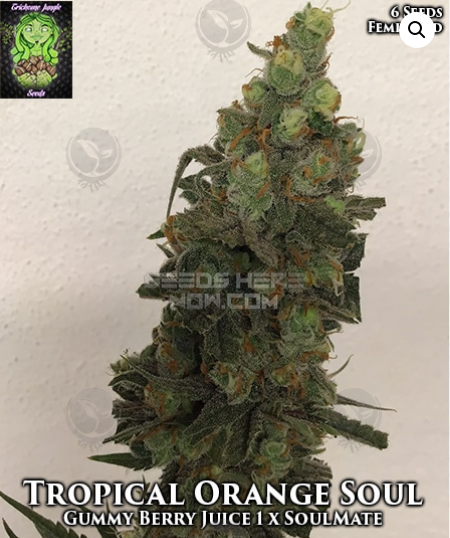 An image of Tropical Orange Soul
