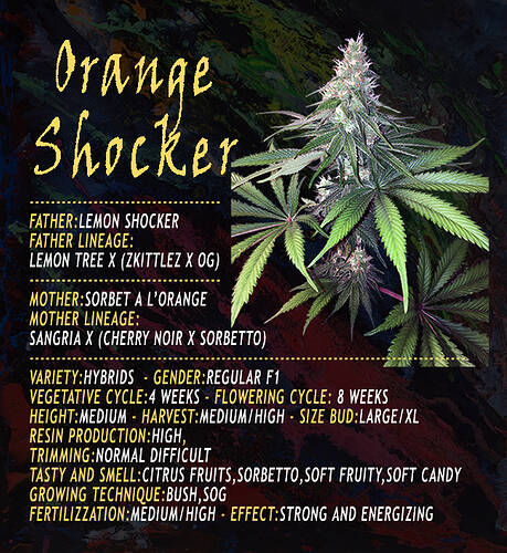 An image of Orange Shocker