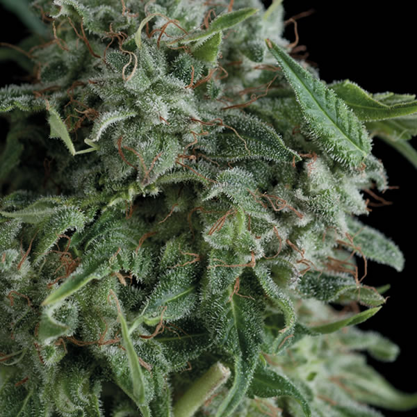 An image of AK 47