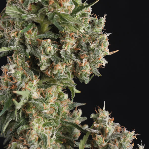 An image of AK 47 Auto