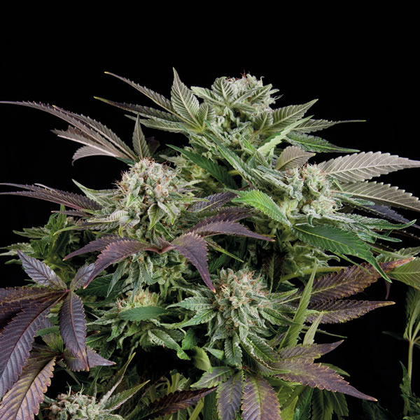 An image of Blueberry Auto