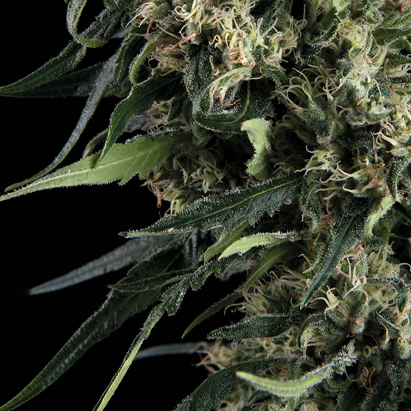 An image of Northern Lights Auto