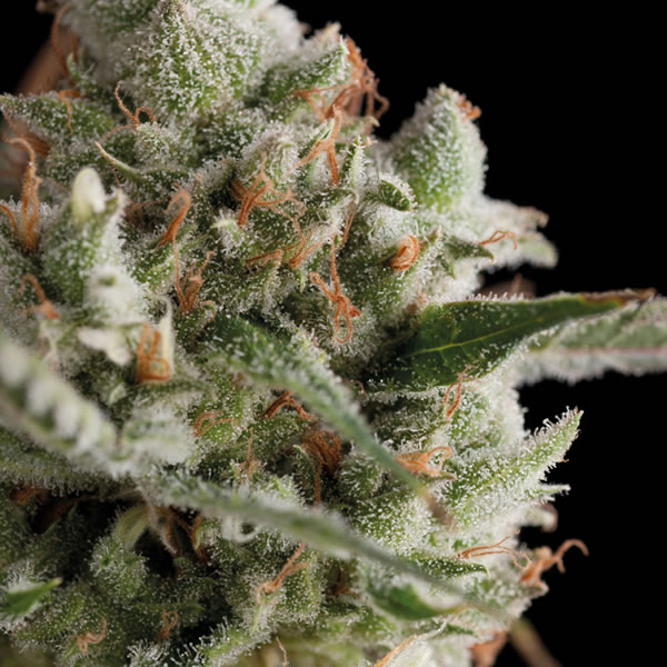 An image of Super Cheese