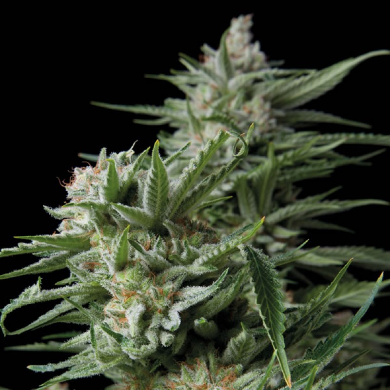 An image of Sweet Madness