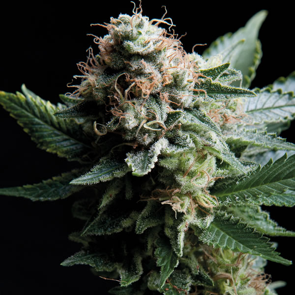 An image of White Widow