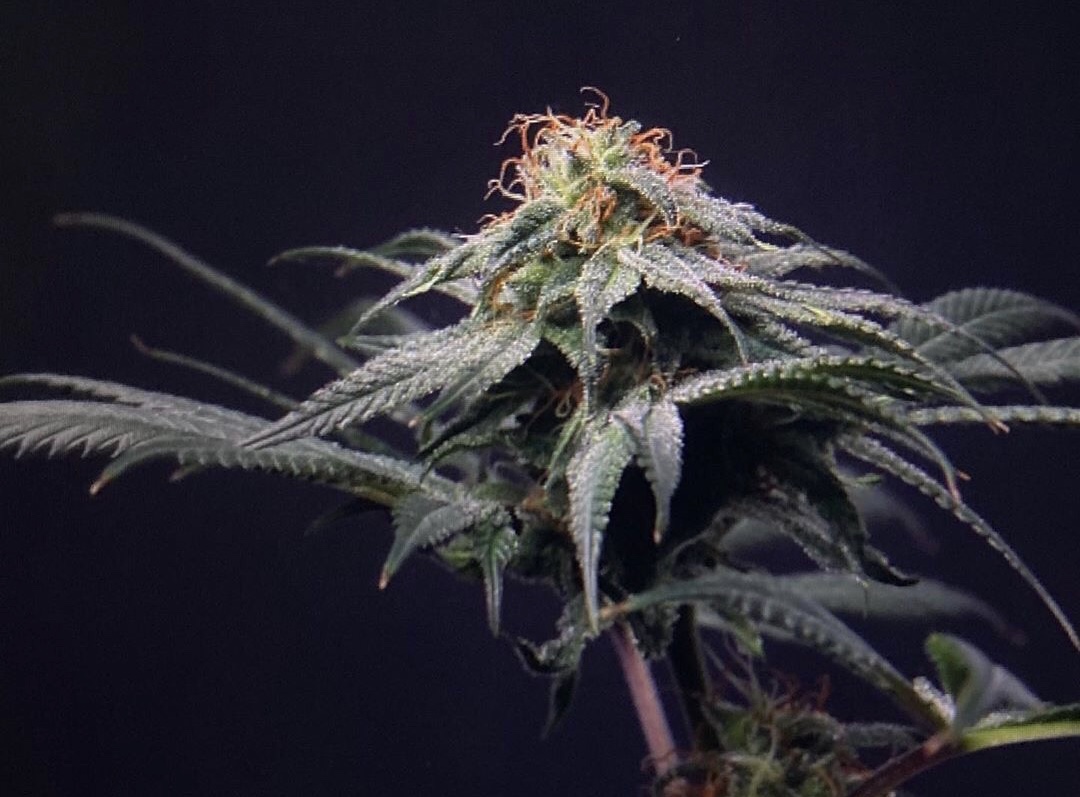 An image of Sweet Gold