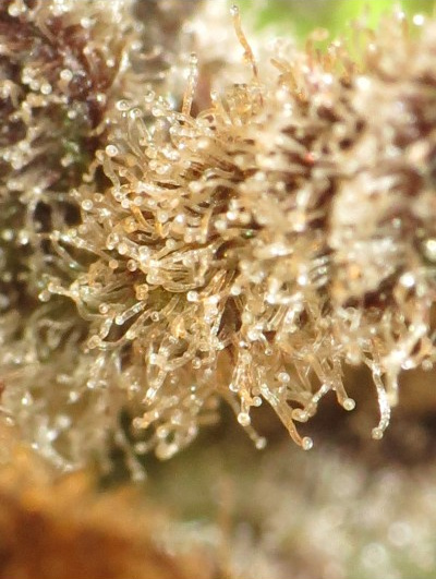 An image of DeepKush